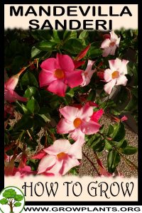 How to grow Mandevilla sanderi