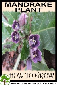 How to grow Mandrake plant