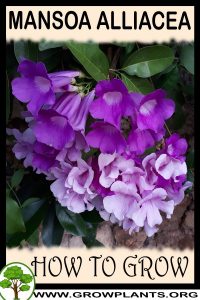 How to grow Mansoa alliacea