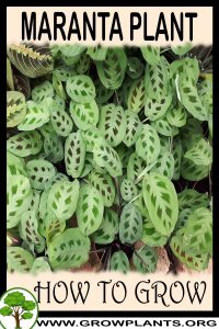 How to grow Maranta plant