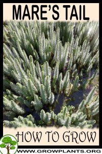 How to grow Mares tail