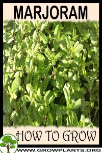 How to grow Marjoram
