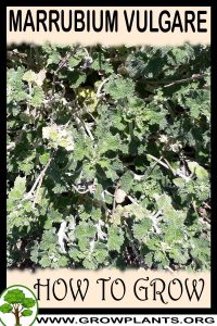 How to grow Marrubium vulgare