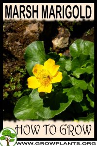 How to grow Marsh marigold