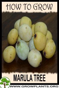 How to grow Marula tree