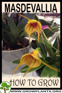 How to grow Masdevallia
