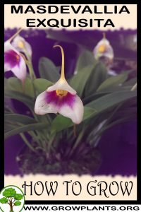 How to grow Masdevallia exquisita