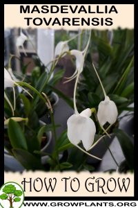 How to grow Masdevallia tovarensis