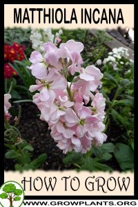 How to grow Matthiola incana
