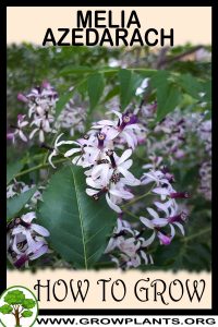 How to grow Melia azedarach
