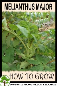 How to grow Melianthus major