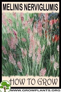How to grow Melinis nerviglumis