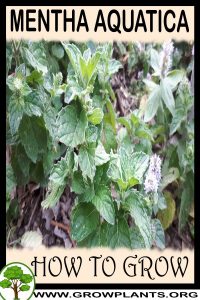 How to grow Mentha aquatica
