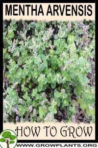 How to grow Mentha arvensis