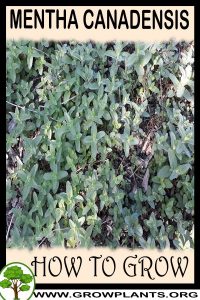 How to grow Mentha canadensis