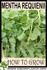 How to grow Mentha requienii
