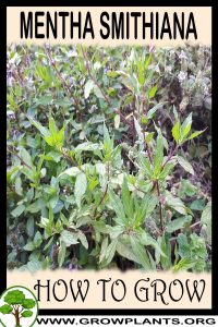 How to grow Mentha smithiana