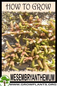 How to grow Mesembryanthemum