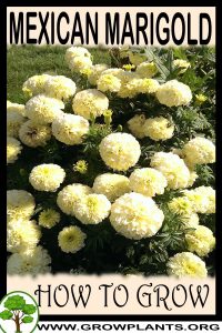How to grow Mexican marigold