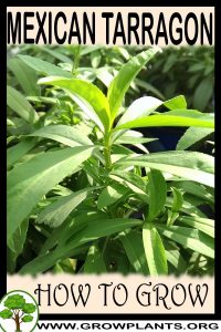 How to grow Mexican tarragon