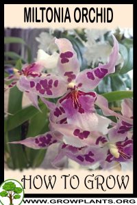 How to grow Miltonia
