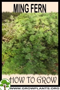 How to grow Ming fern