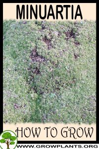 How to grow Minuartia