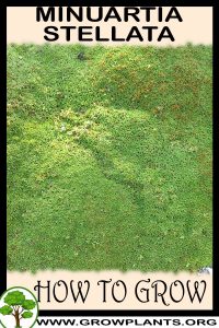 How to grow Minuartia stellata