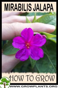 How to grow Mirabilis jalapa