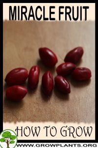 How to grow Miracle fruit
