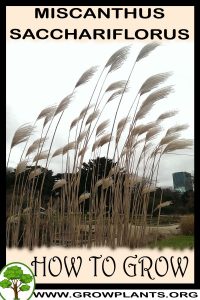 How to grow Miscanthus sacchariflorus