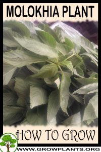 How to grow Molokhia plant