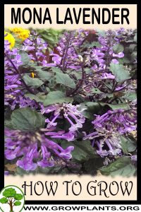 How to grow Mona lavender