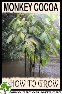 How to grow Monkey cocoa