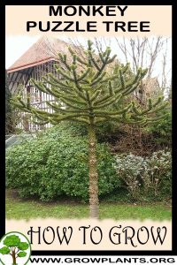How to grow Monkey puzzle tree
