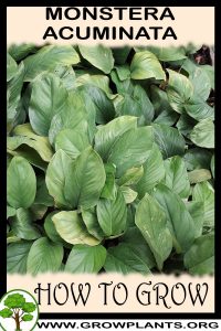 How to grow Monstera acuminata