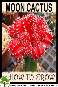How to grow Moon cactus