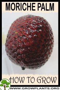 How to grow Moriche palm