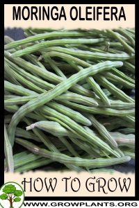 How to grow Moringa oleifera