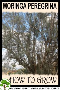 How to grow Moringa peregrina