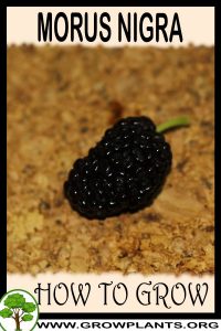 How to grow Morus nigra