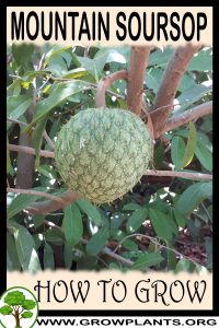 How to grow Mountain soursop