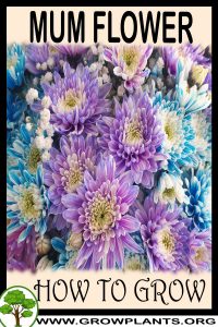 How to grow Mum flower