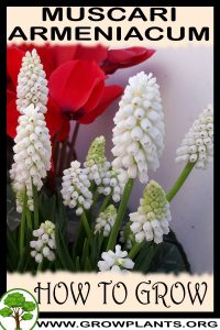 How to grow Muscari armeniacum