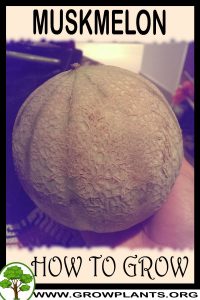 How to grow Muskmelon