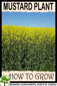 How to grow Mustard plant