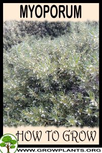 How to grow Myoporum