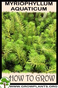How to grow Myriophyllum aquaticum