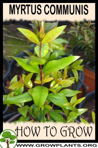 How to grow Myrtus communis