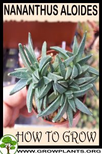 How to grow Nananthus aloides